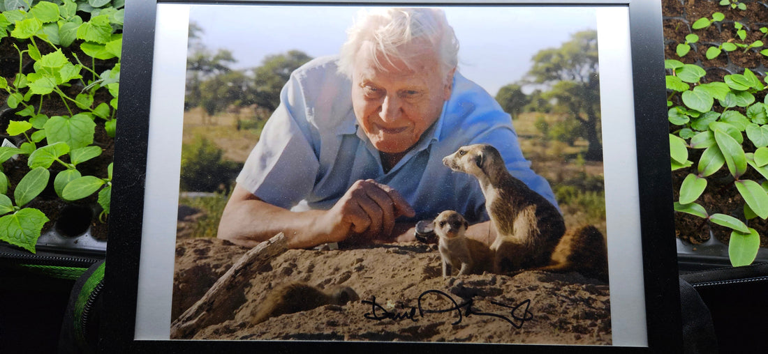 Sir David Attenborough – 100. Geburtstag, Naturfilmer und Inspiration für Pflanzenwelten