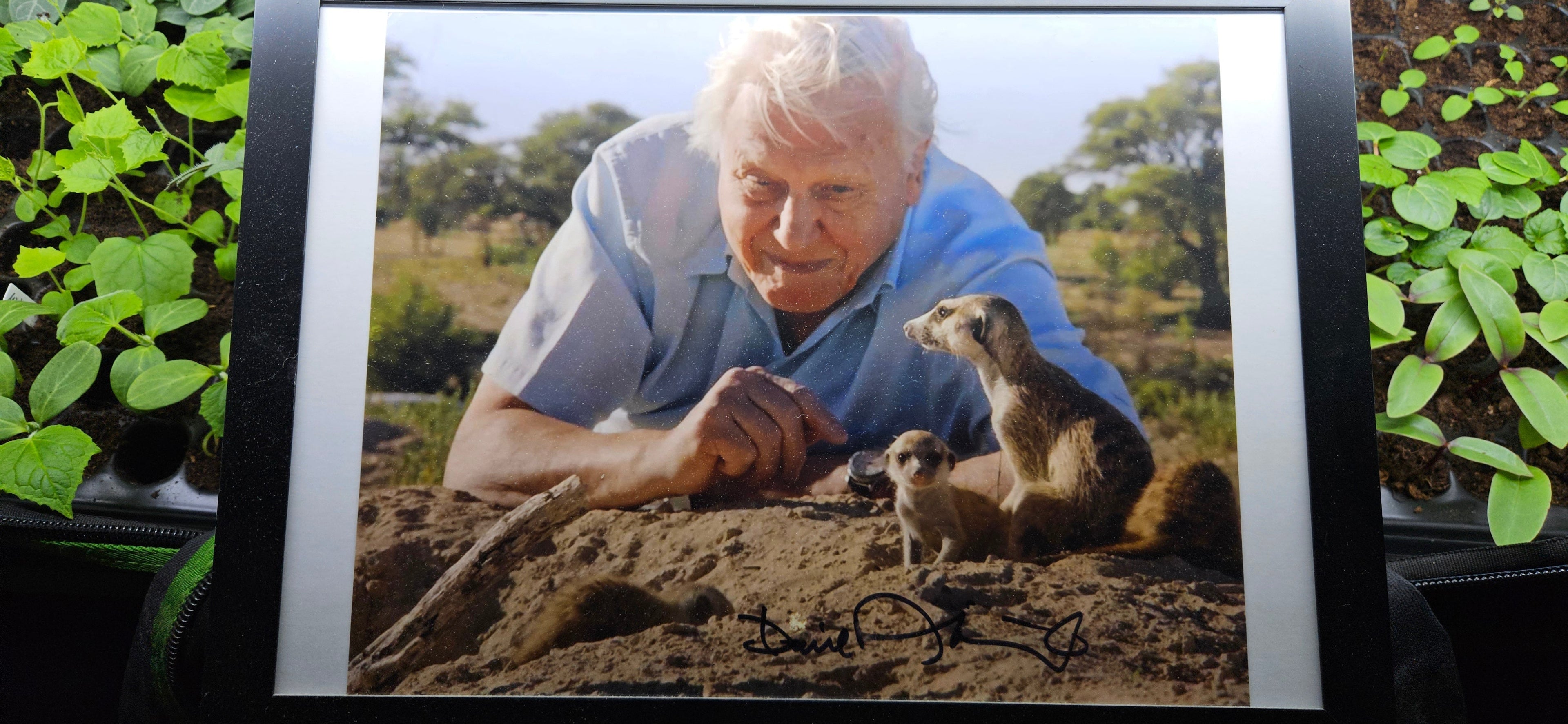 Sir David Attenborough – 100. Geburtstag, Naturfilmer und Inspiration für Pflanzenwelten