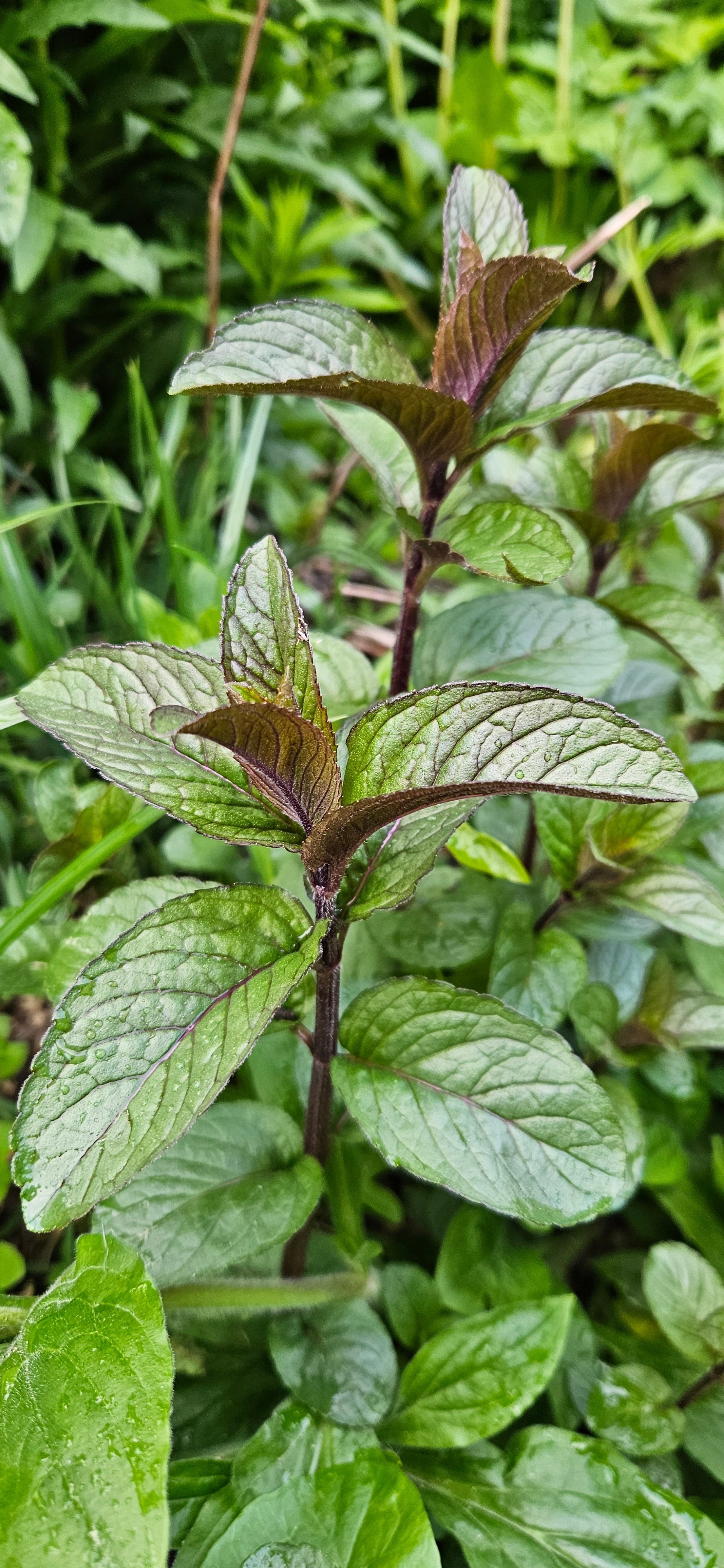 Schokoladenminze