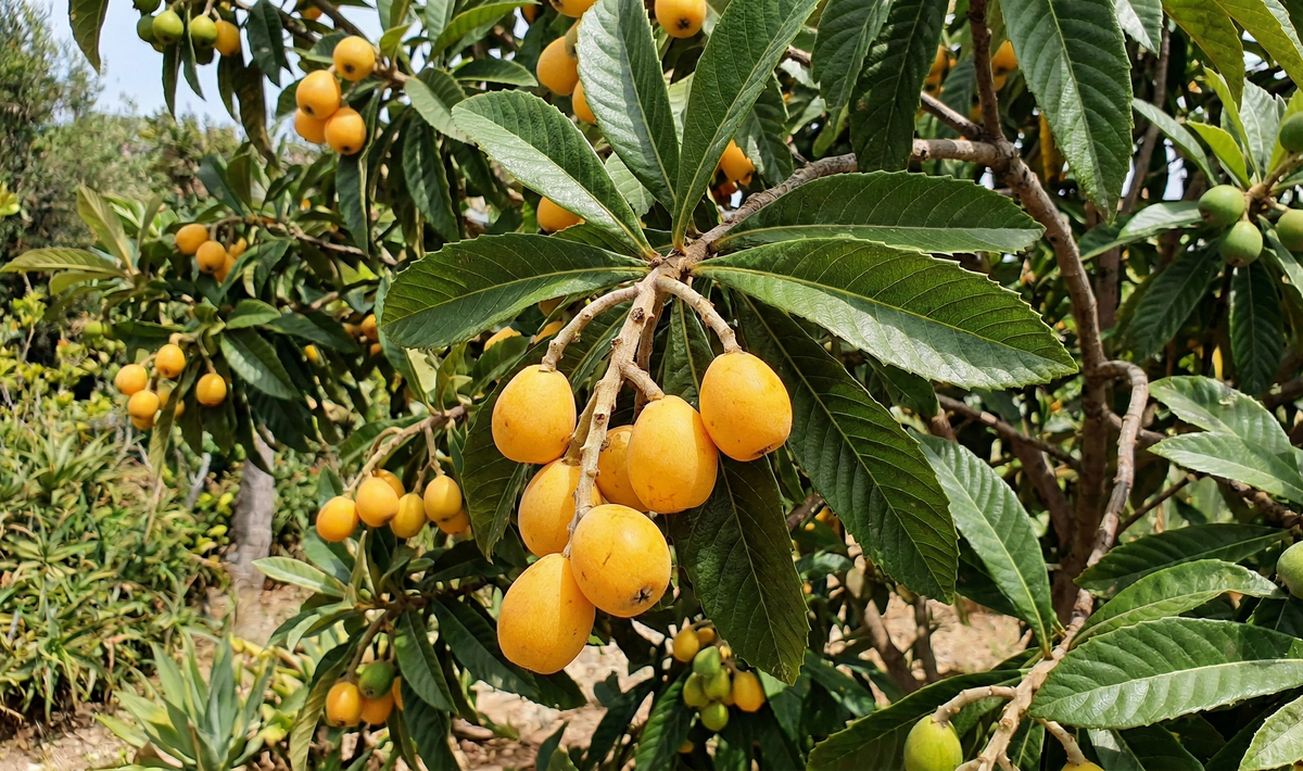 Japanische Wollmispel (Eriobotrya japonica) mit großen, ledrigen Blättern und reifen gelb-orangen Früchten