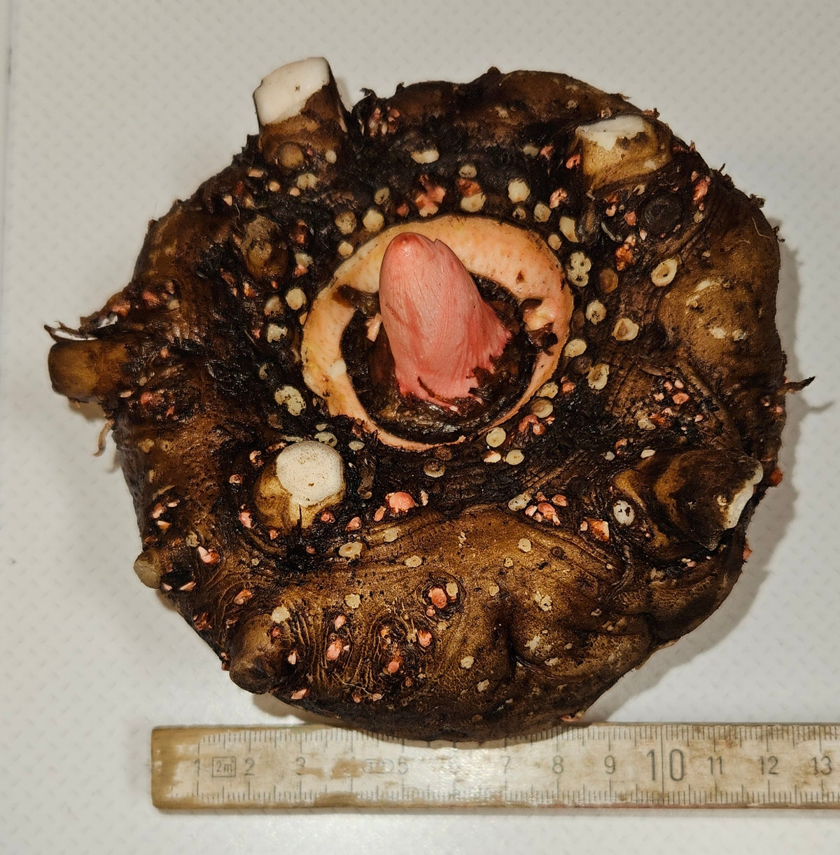 Teufelszunge (Amorphophallus konjac) - Knollen - Die bizarre Schönheit mit dem Diät-Geheimnis