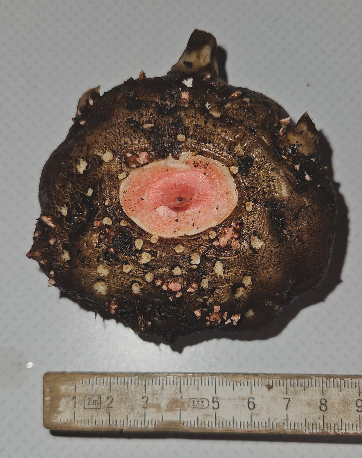 Teufelszunge (Amorphophallus konjac) - Knollen - Die bizarre Schönheit mit dem Diät-Geheimnis