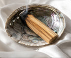 abalone muschel schale