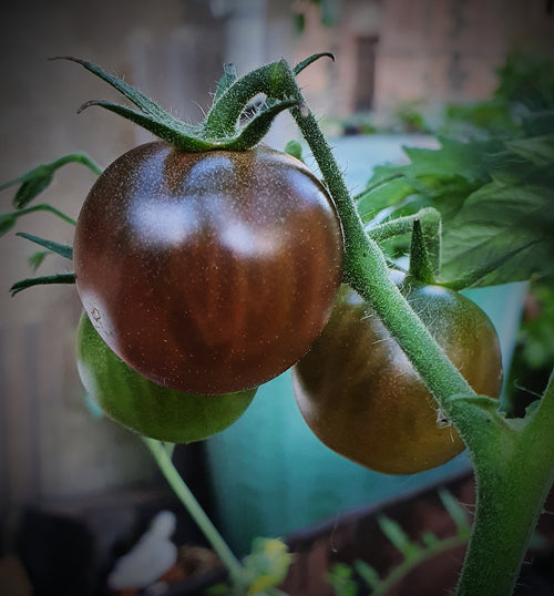 Tomate Zuckertraube