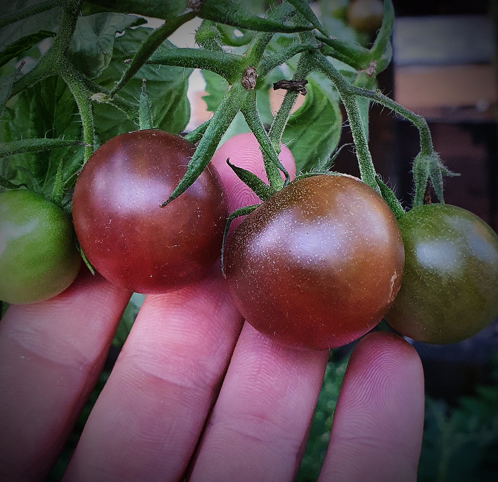 Tomate Zuckertraube