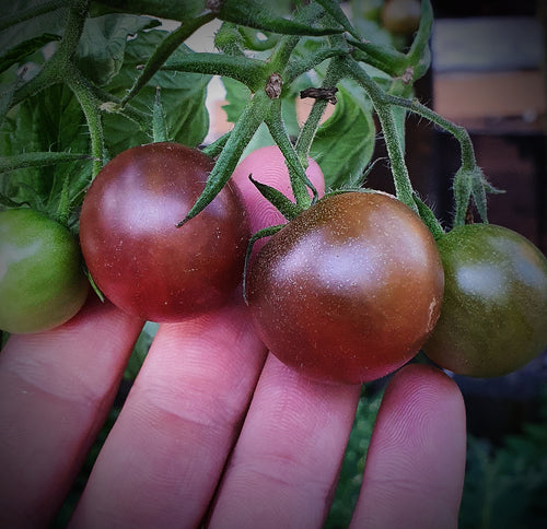 Tomate Zuckertraube