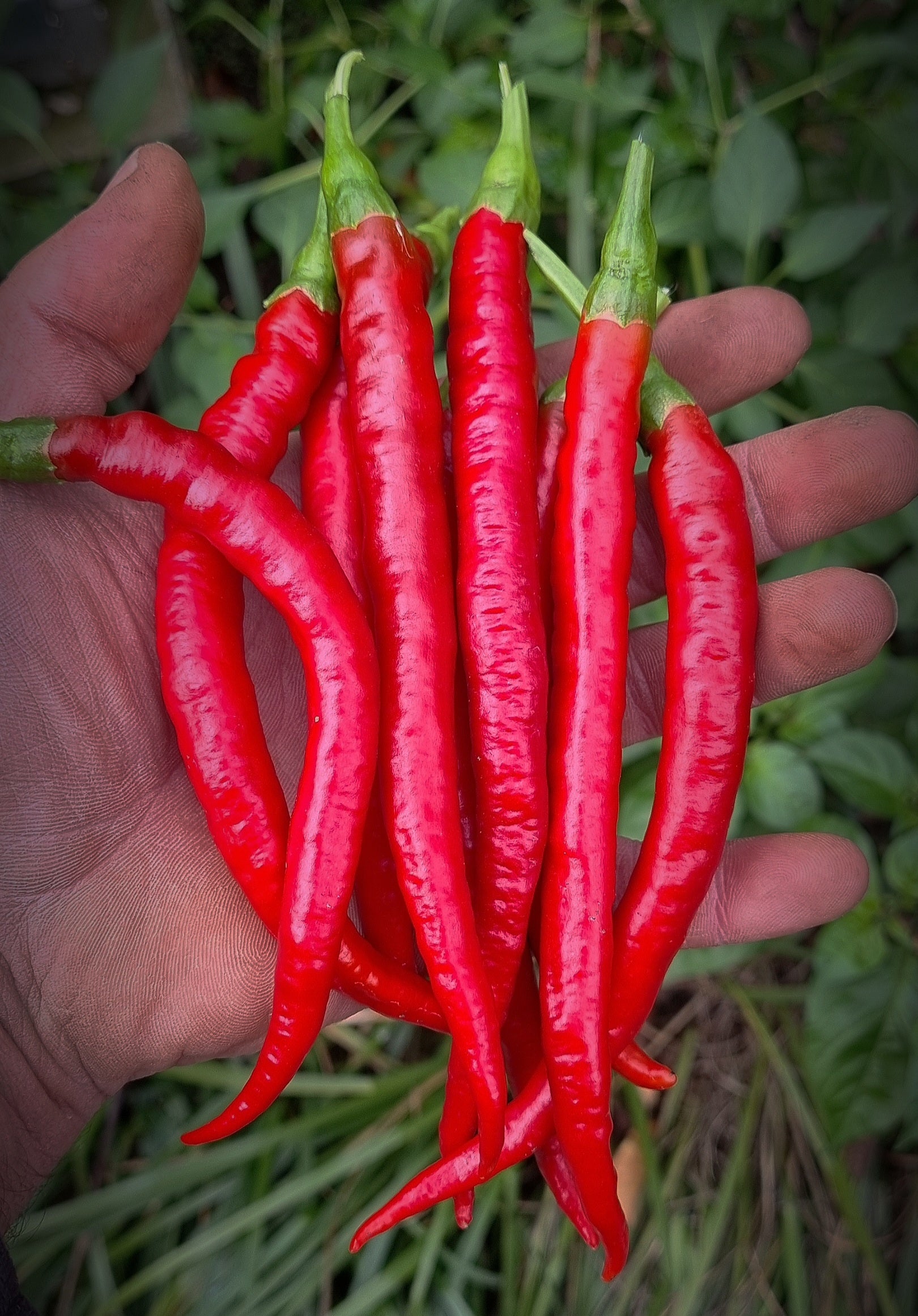 Chili `Dolce di Bergamo` - Die Süße aus Bergamo