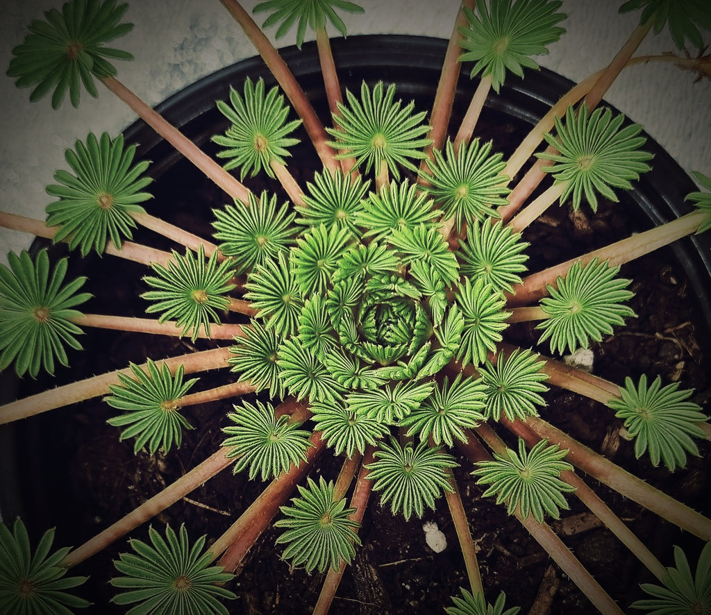 oxalis palmifrons