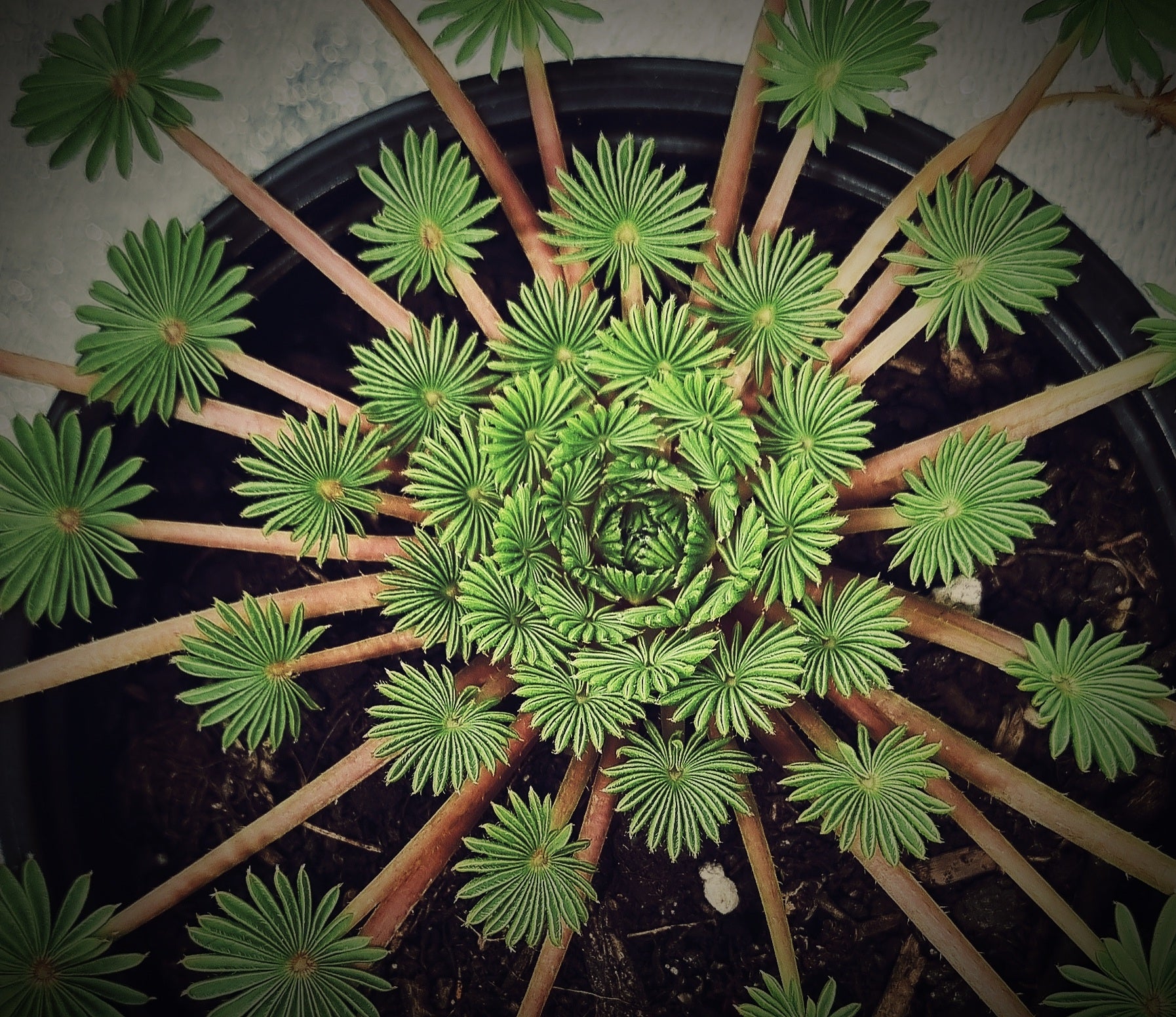 oxalis palmifrons