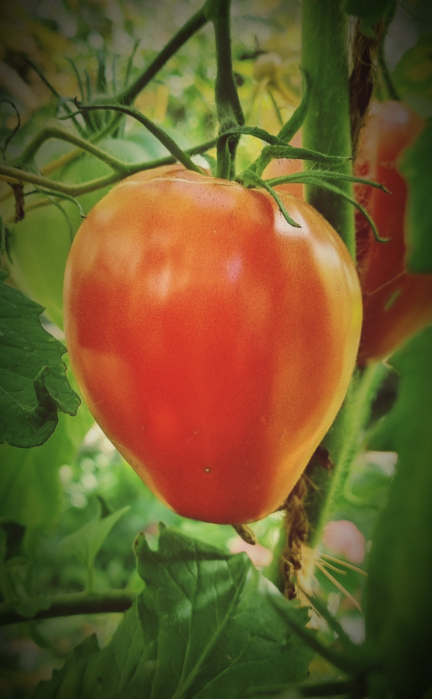 Tomate Cuor di Bue