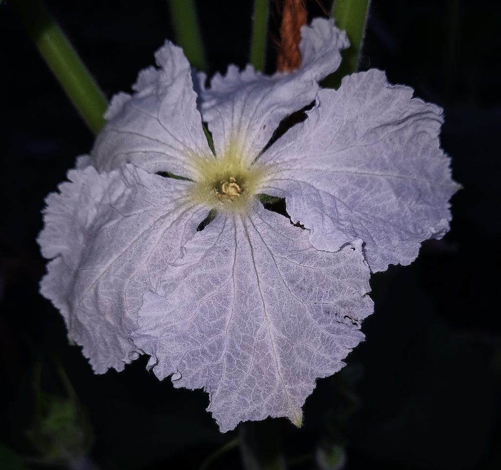 lagenaria siceraria blüte