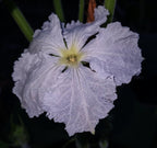 lagenaria siceraria blüte