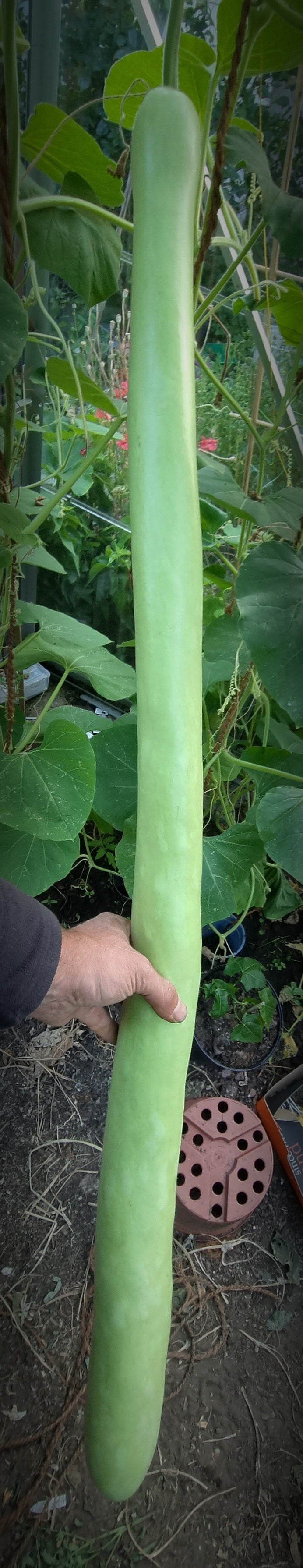 keule des herkules kalebasse flaschenkürbis lagenaria siceraria