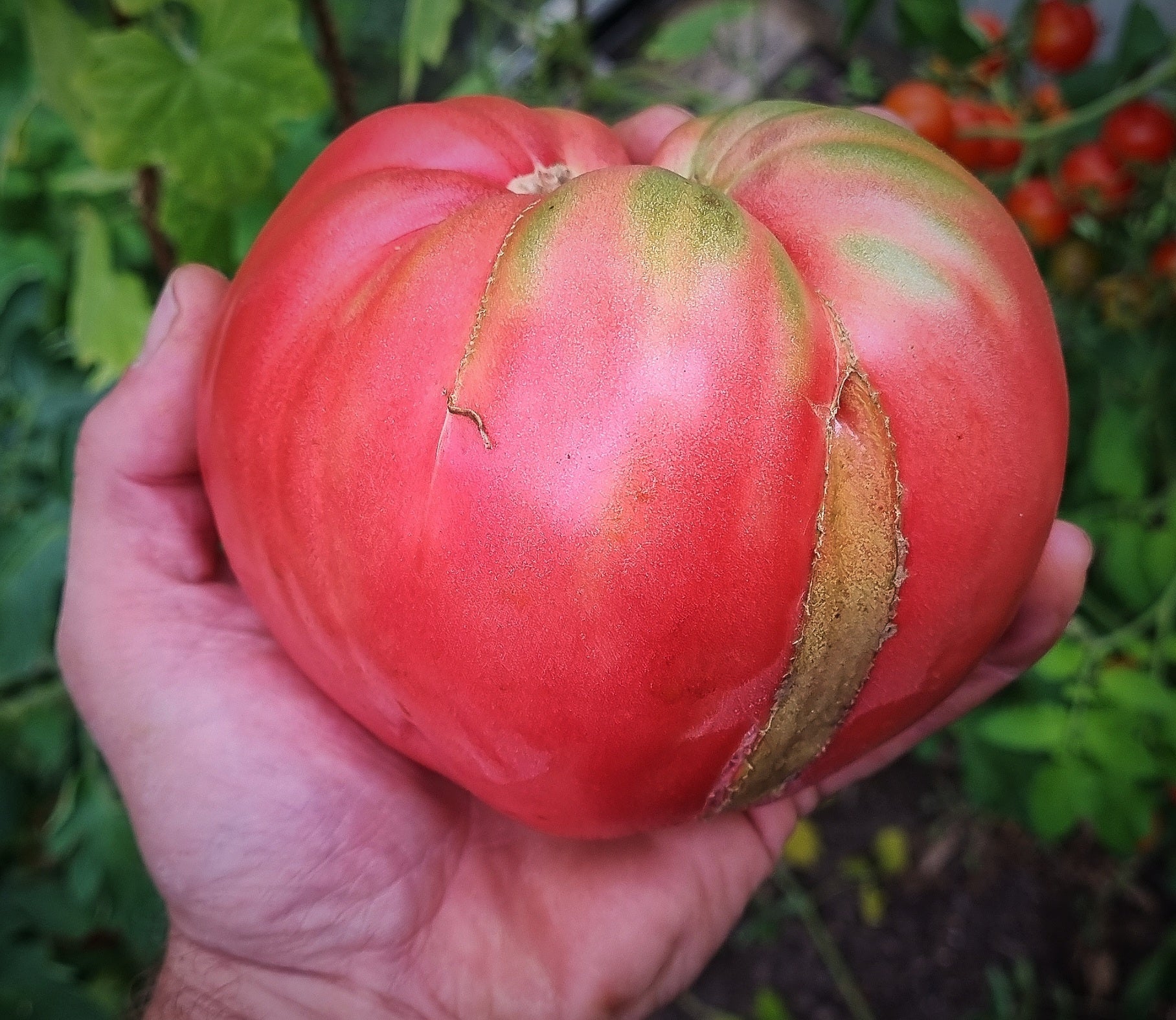tomate bulgarisches ochsenherz