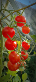 Cocktail-Tomate Zuckertraube