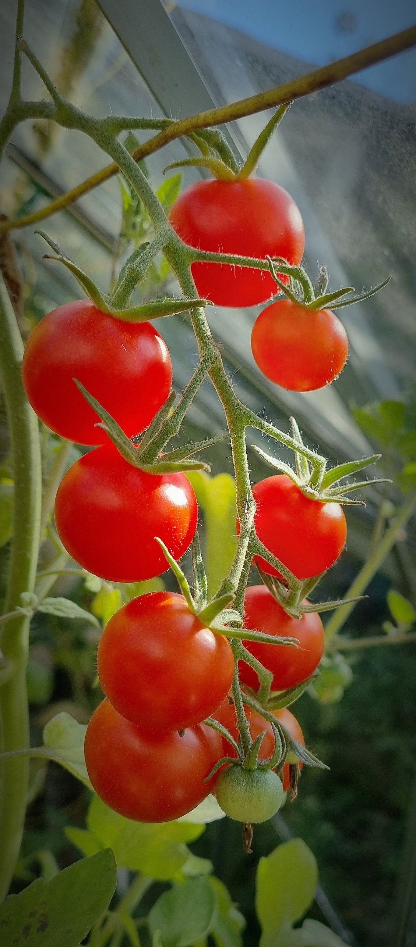 Cocktail-Tomate Zuckertraube