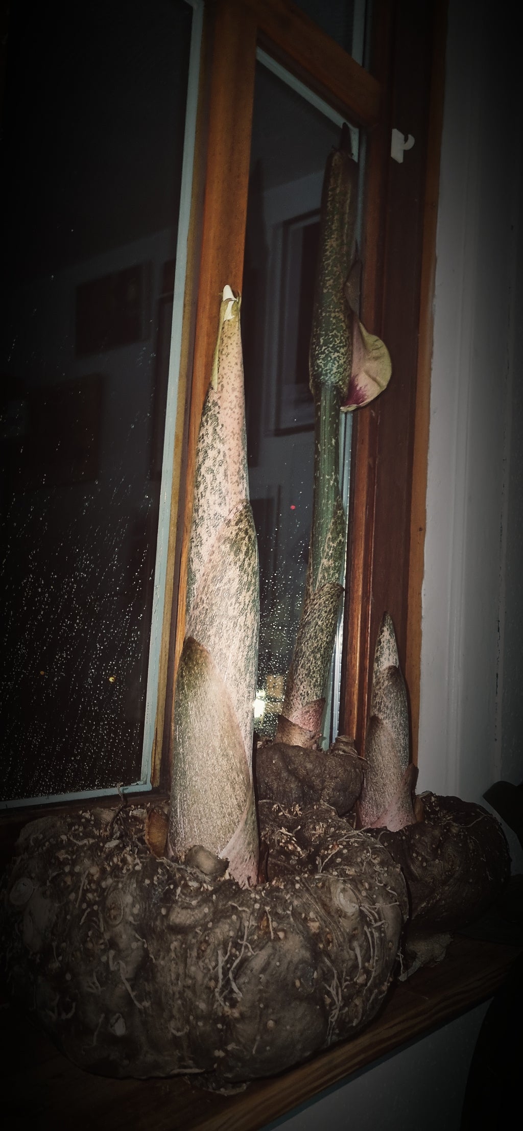 amorphophallus konjac teufelszunge blüte austrieb