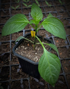 Chili Jungpflanze