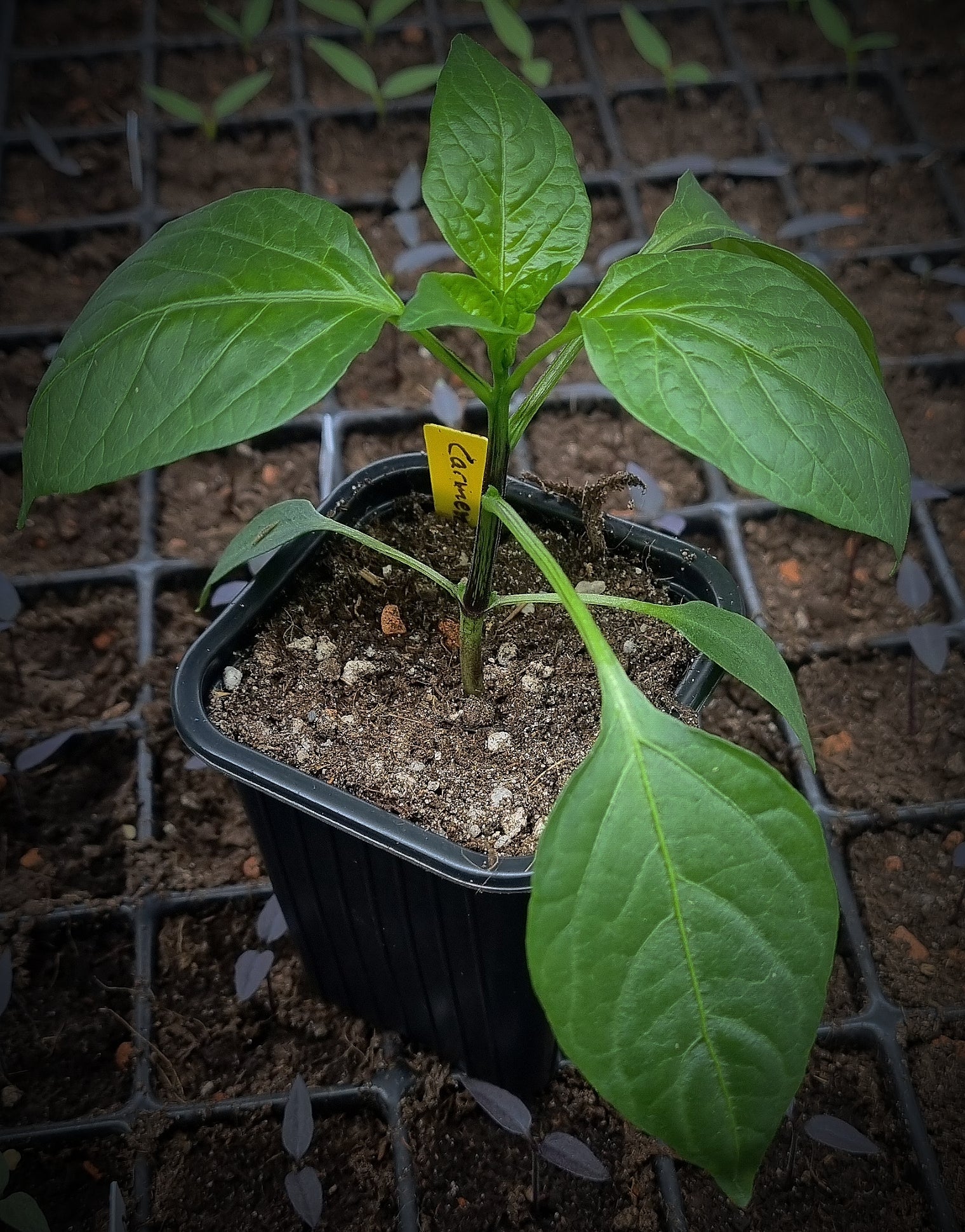 Chili Jungpflanze