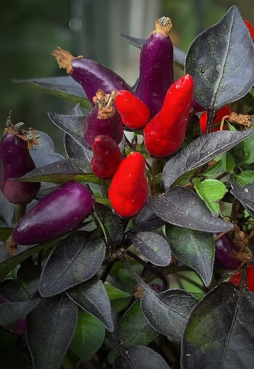 Chili `Malaysian Explosive Ember` - Das Schmuckstück