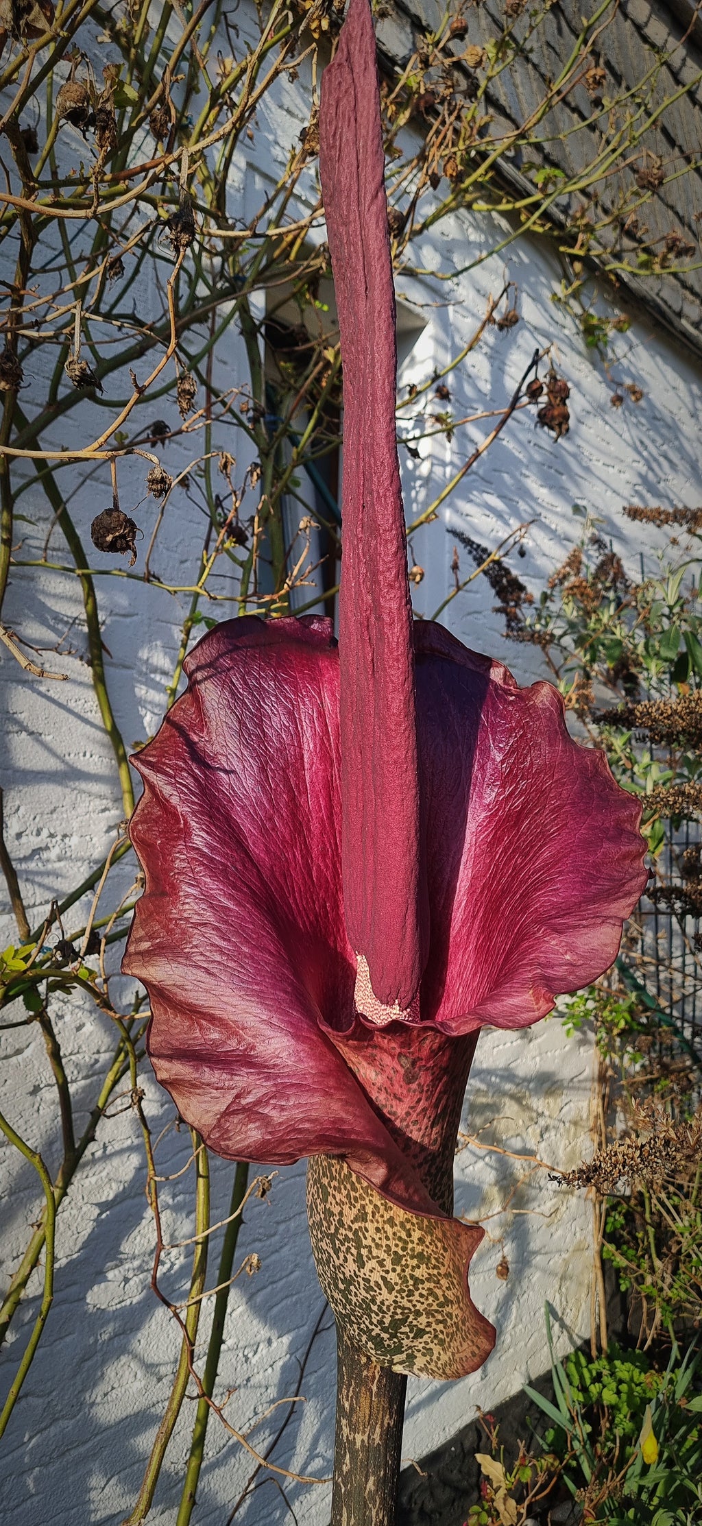 amorphophallus konjac teufelszunge blüte