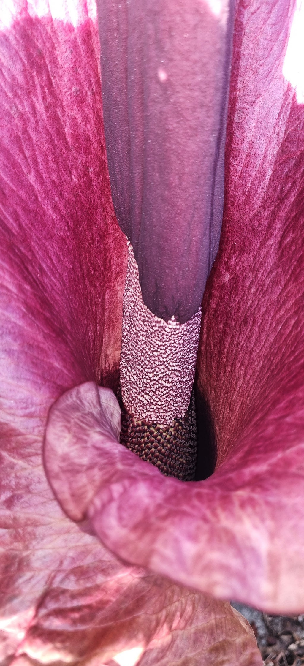 amorphophallus konjac teufelszunge blüte