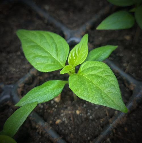 Chili Jungpflanze Capsicum chinense