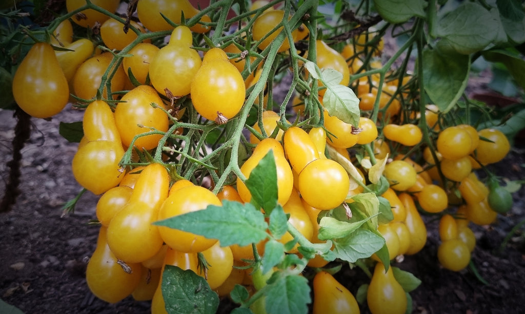 Tomate Dattelwein
