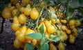 Tomate Dattelwein
