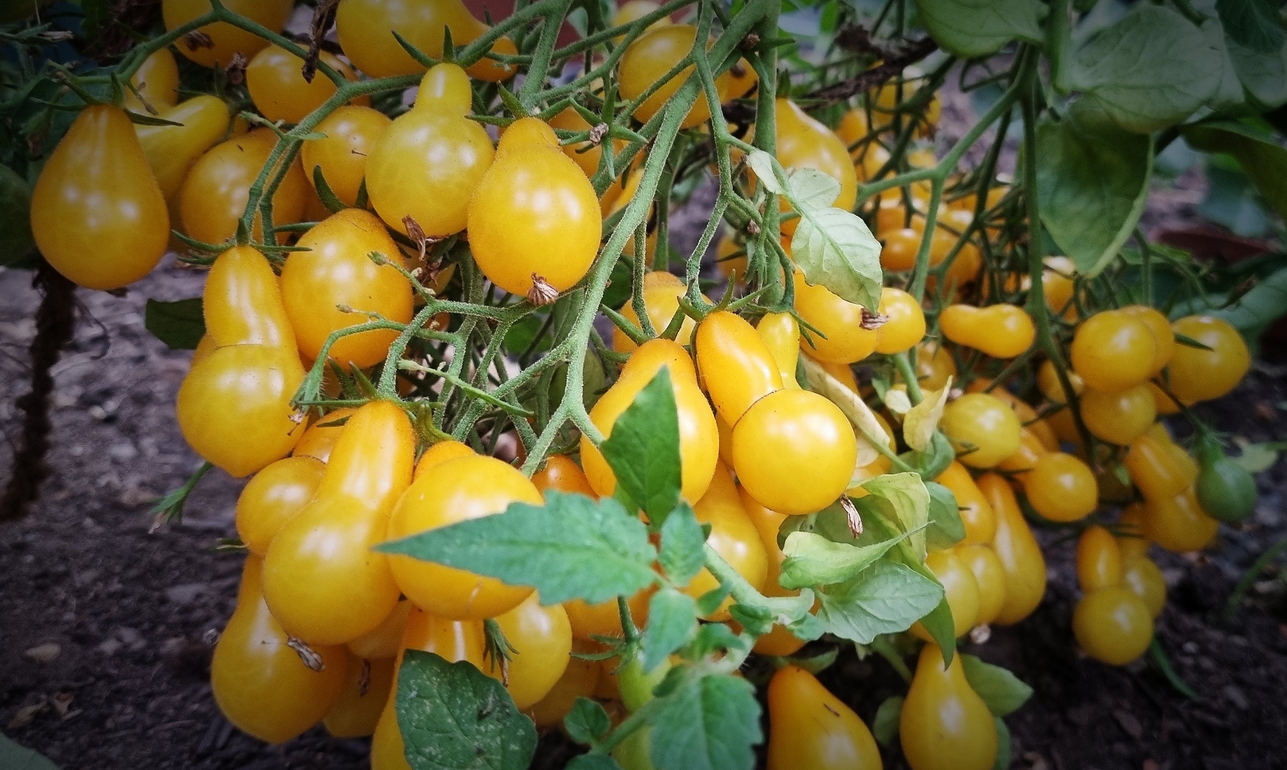 Tomate Dattelwein