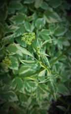 aegopodium podagria variegata