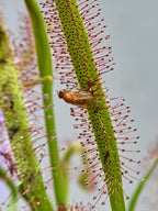 kap-sonnentau drosera capensis