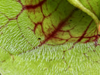 Rote Schlauchpflanze Sarracenia purpurea Hybride