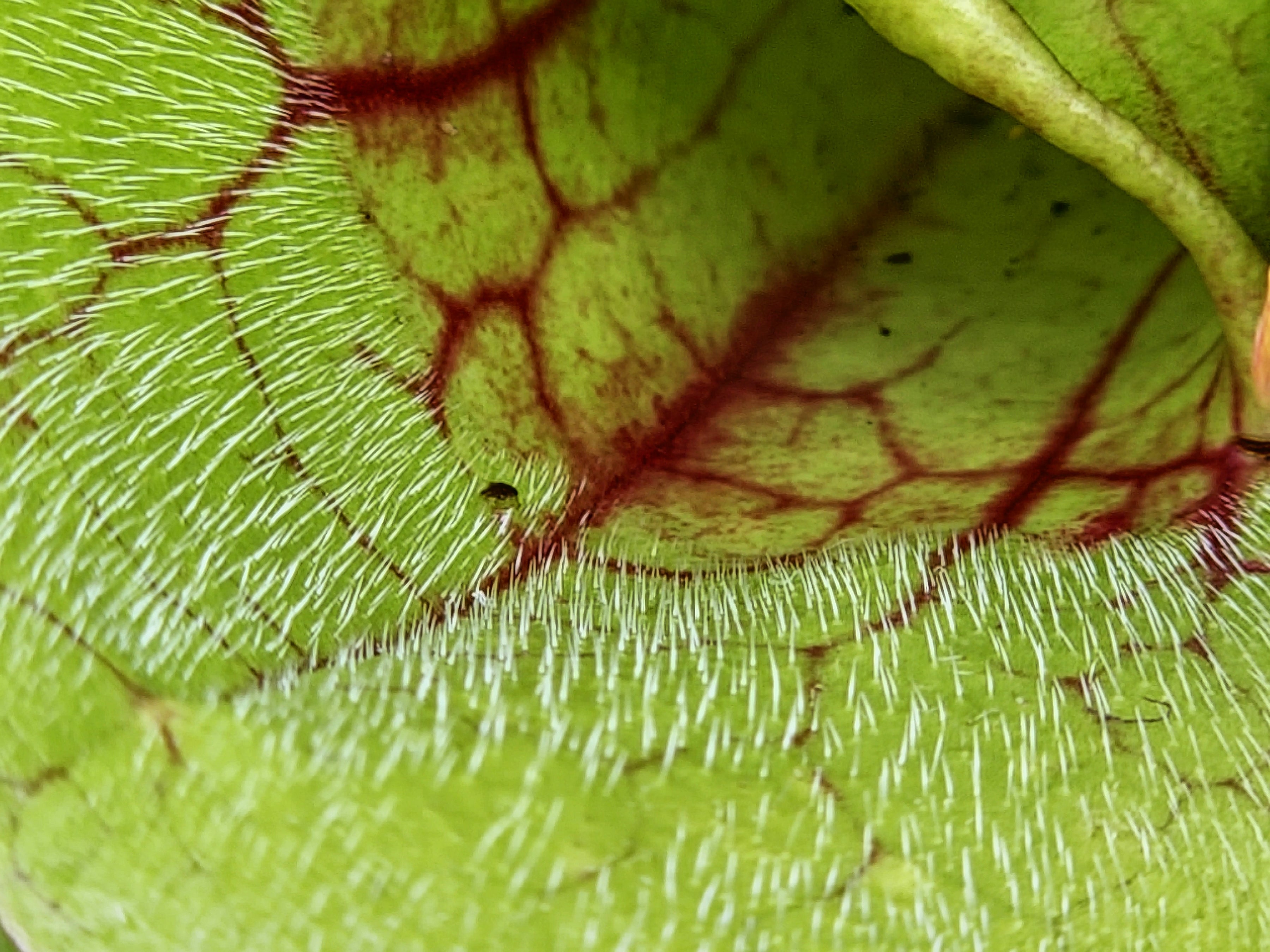 Rote Schlauchpflanze Sarracenia purpurea Hybride