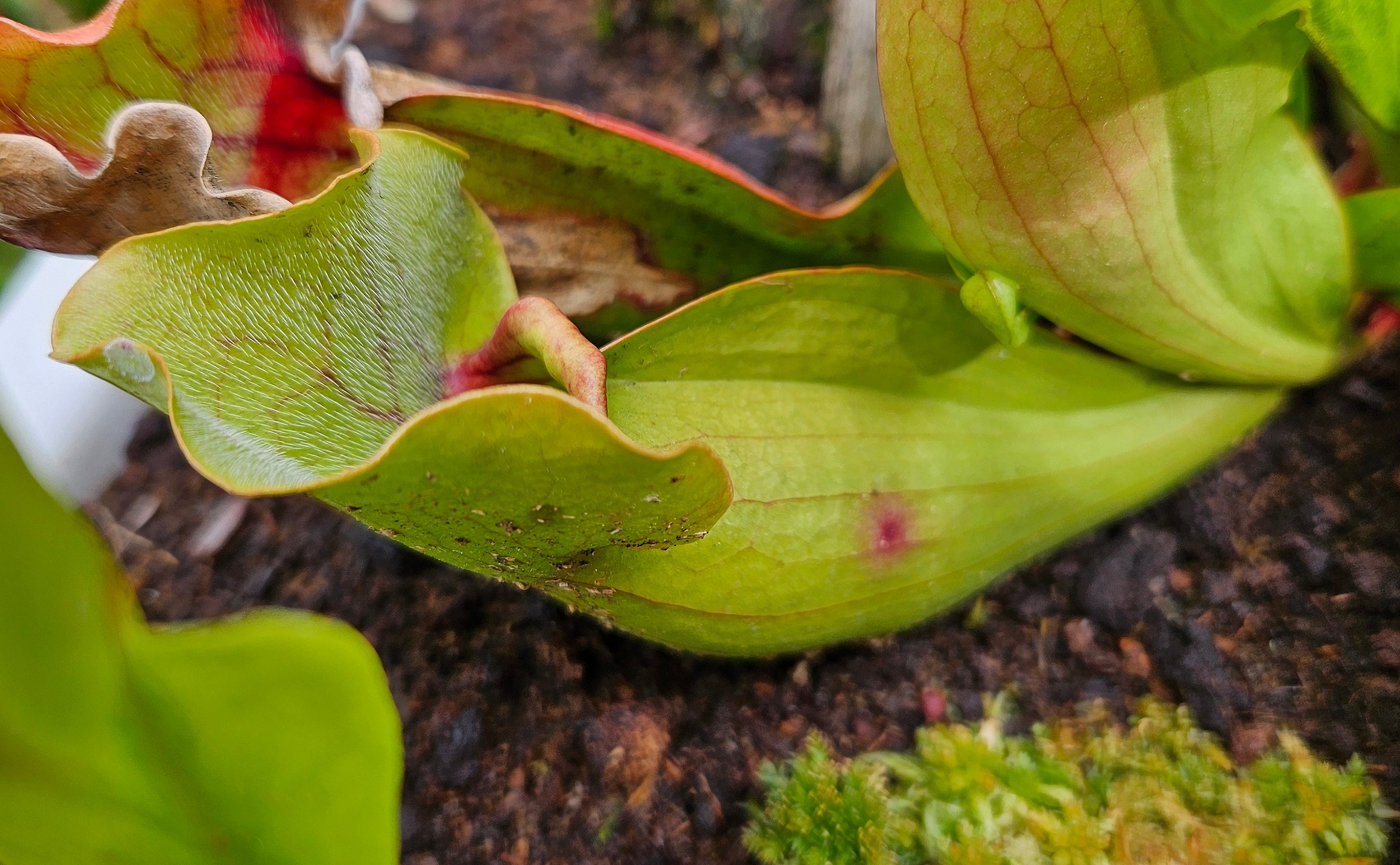 Rote Schlauchpflanze Sarracenia purpurea Hybride