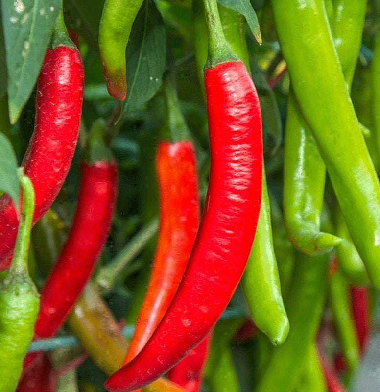 Chili `De Cayenne` - Rauchig scharf.