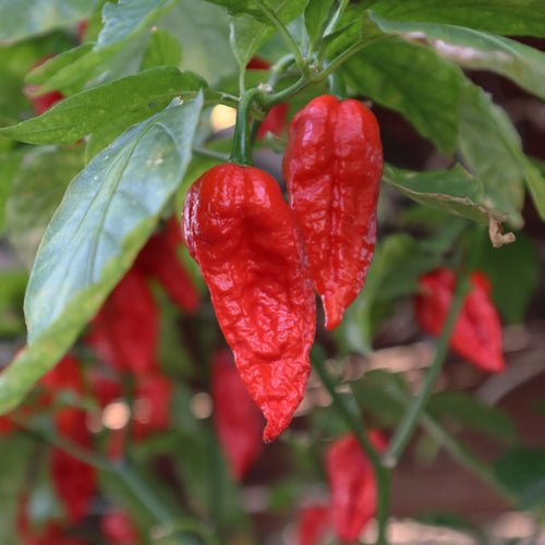Chili Naga Morich