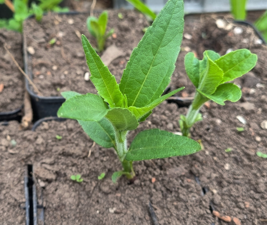 Sonnenwurzel/Helianthi (Helianthus strumosus)