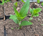 Sonnenwurzel/Helianthi (Helianthus strumosus)