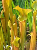 Schlauchpflanze Sarracenia
