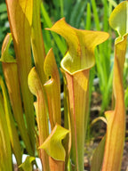 Schlauchpflanze Sarracenia