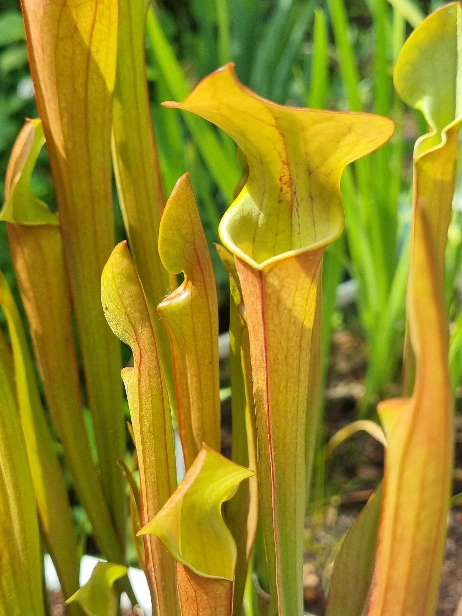 Schlauchpflanze Sarracenia