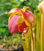 Rote Schlauchpflanze Sarracenia purpurea Hybride