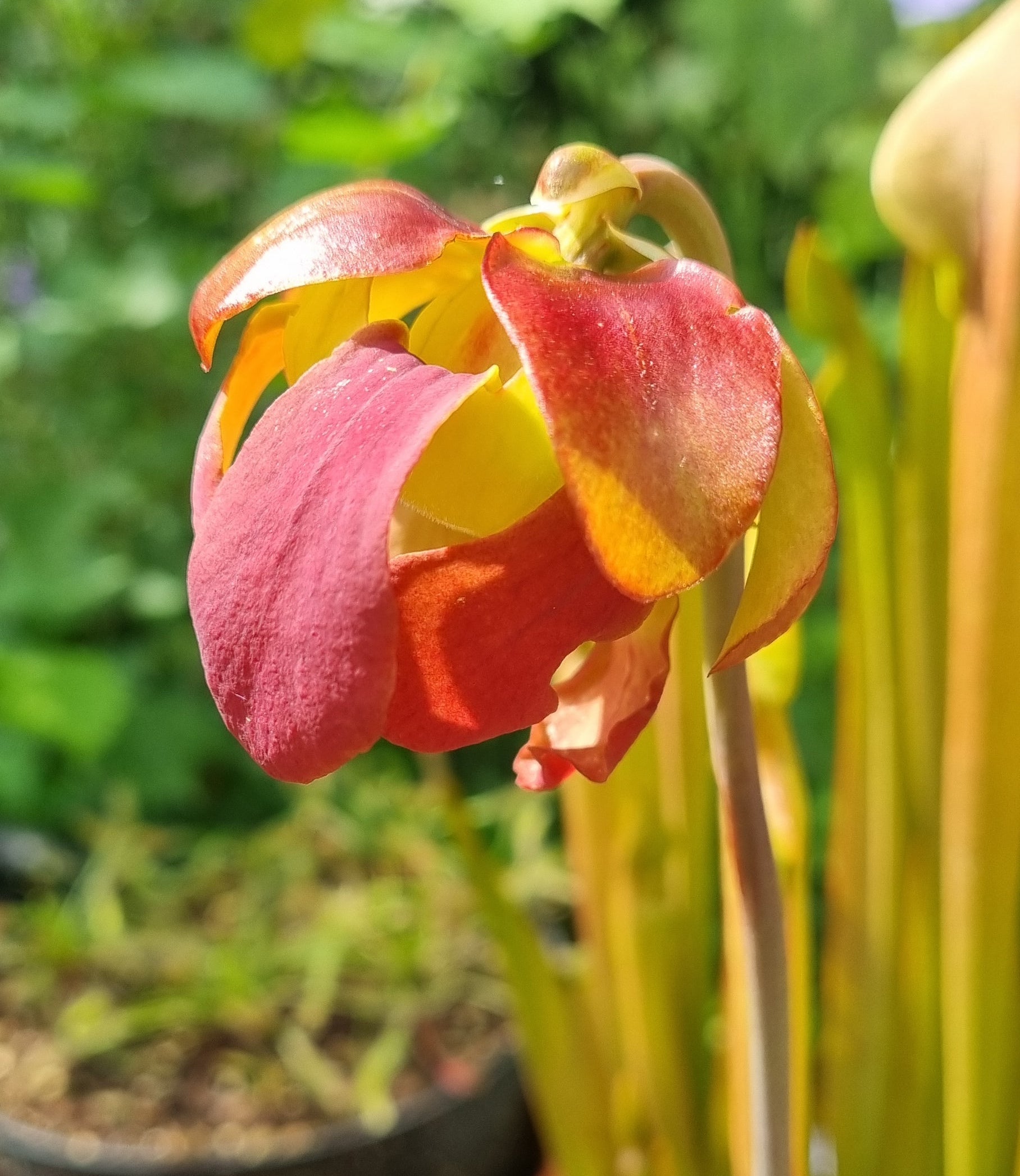 Rote Schlauchpflanze Sarracenia purpurea Hybride