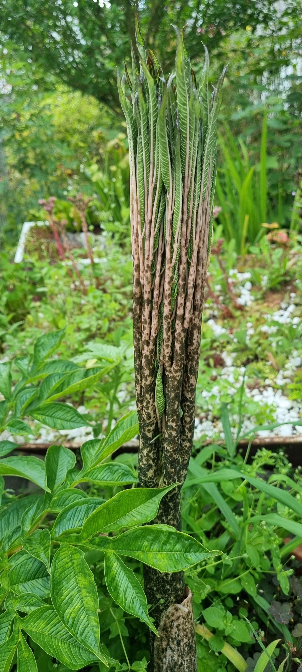 amorphophallus konjac teufelszunge austrieb