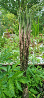 amorphophallus konjac teufelszunge austrieb