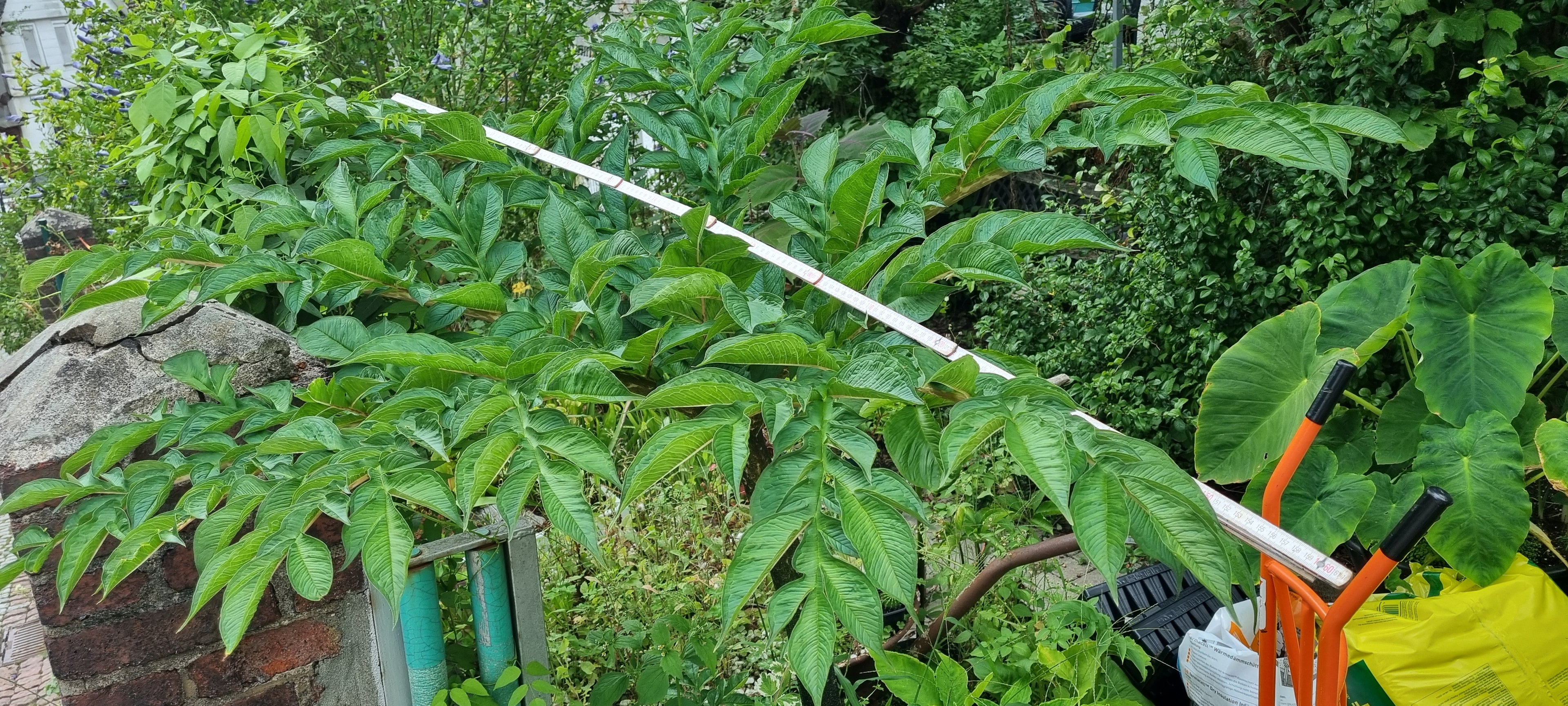 amorphophallus konjac