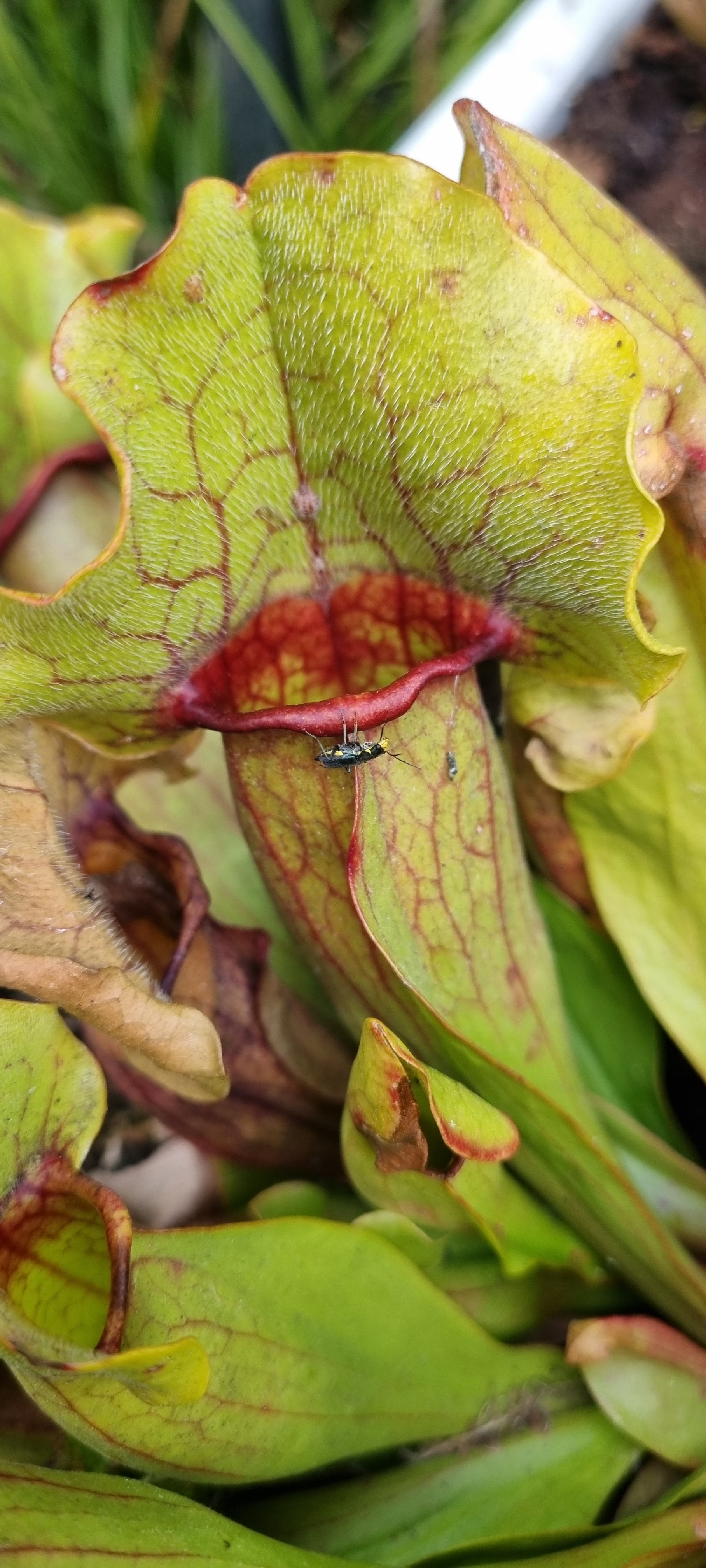 Rote Schlauchpflanze Sarracenia purpurea Hybride