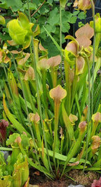 Schlauchpflanze Sarracenia
