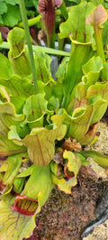 Rote Schlauchpflanze Sarracenia purpurea Hybride